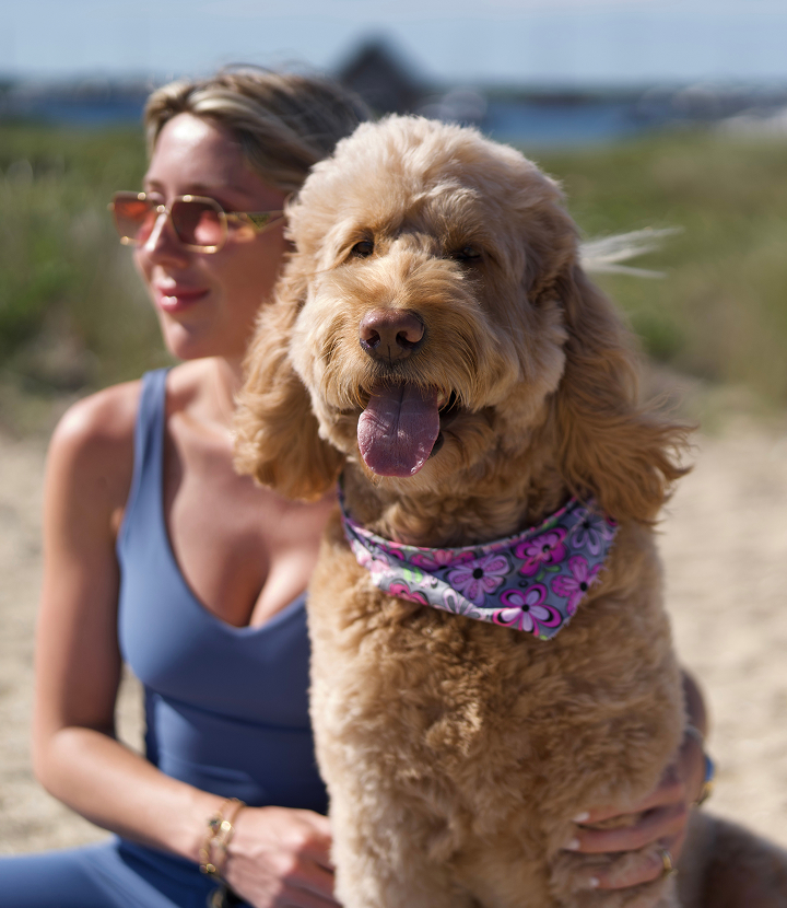 Happy dog with owner